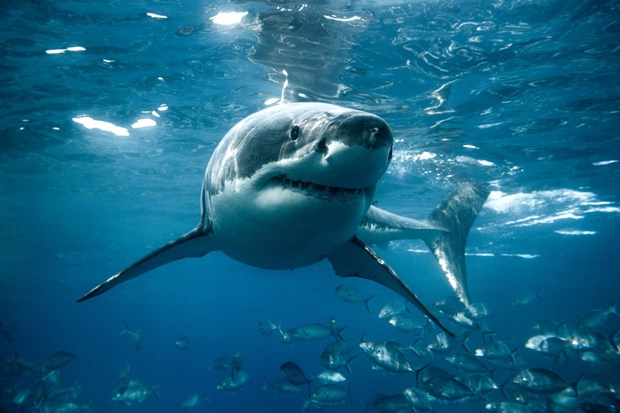 Massive great white shark pings off Florida Gulf Coast