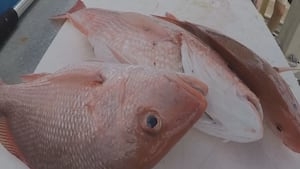 Charter company that helped extend Atlantic red snapper season says fight not over yet