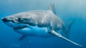 Fifty years after ‘Jaws', great white sharks remain a Cape Cod fixture