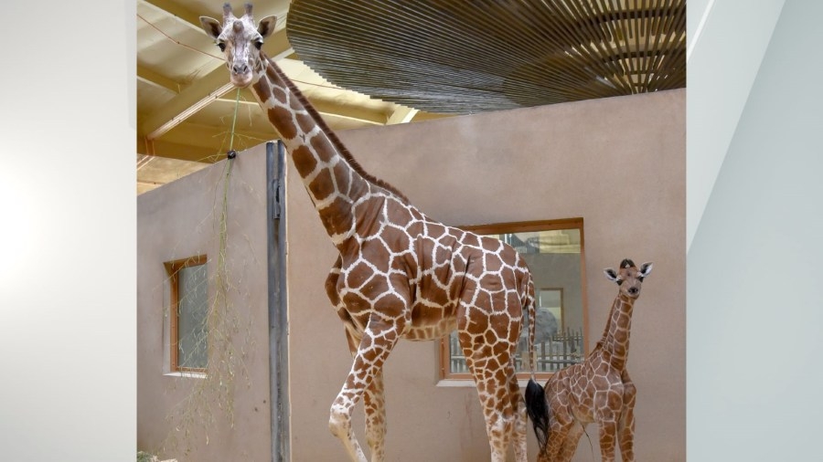 Maryland Zoo offers exclusive passes to see giraffe calf