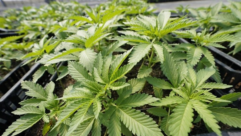 Pennsylvania lawmakers advance marijuana legalization bill