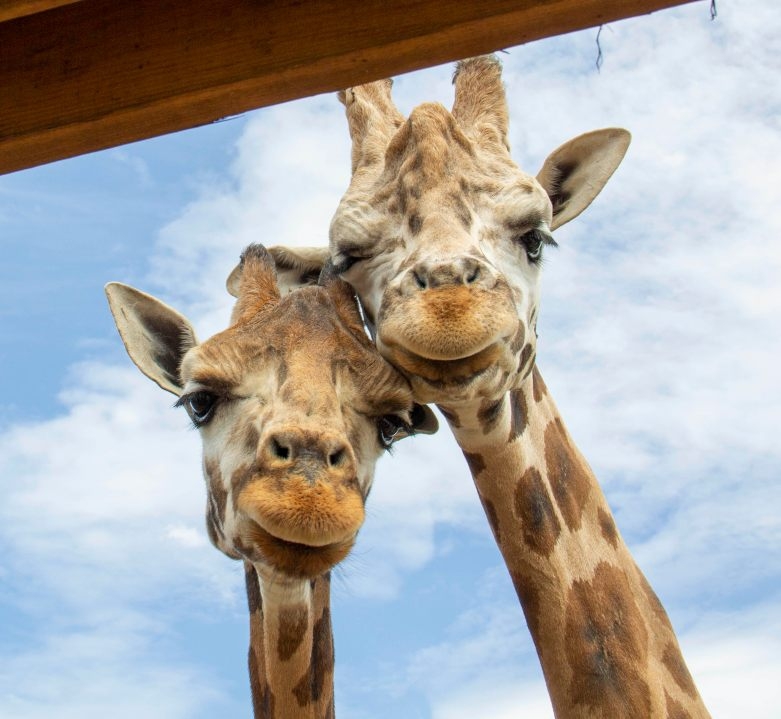 Animal Adventure Presents Annual ‘Drafts with Giraffes'