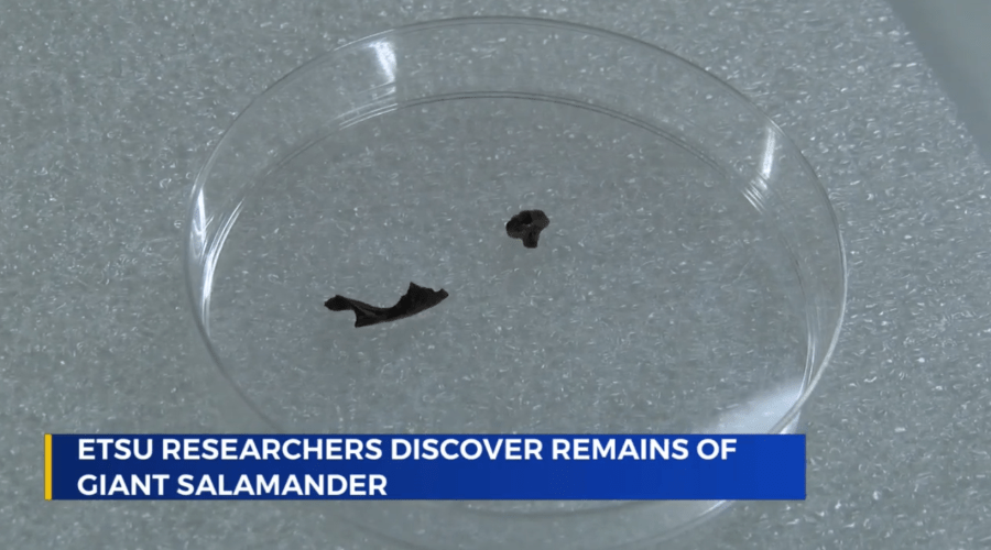 Giant salamander fossil unearthed at Gray Fossil Site
