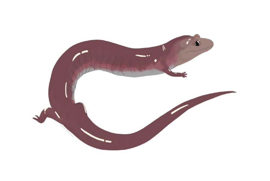 Giant salamander fossil unearthed at Gray Fossil Site