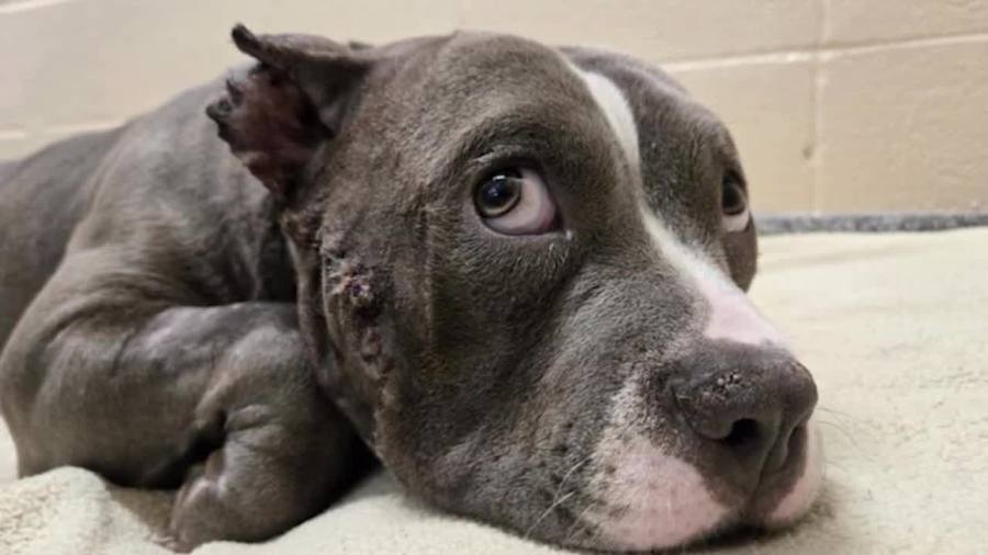 ‘Becoming more outraged': Are animal abuse rates going up in Northeast Ohio?