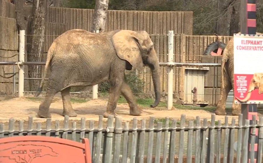 Memphis Zoo says attendance dropped after 2022 crimes, leading to deficits