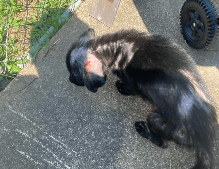 Nowhere to take thousands of dogs roaming Memphis streets