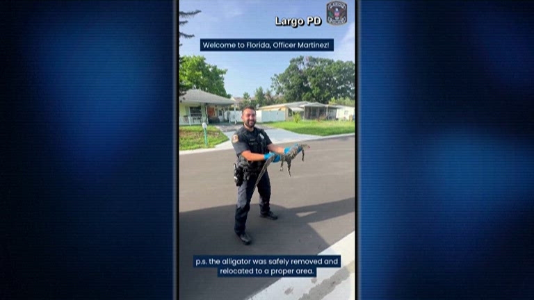 New Florida police officer has first encounter with alligator