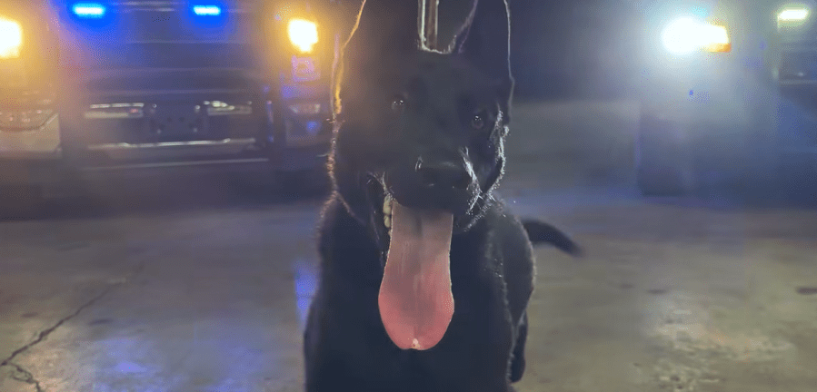 Greenville County Sheriff's Office welcomes newest K-9