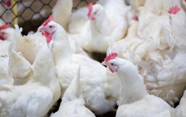Cal-Maine Foods Stock Soars 67% in a Year: Can It Sustain the Rally?