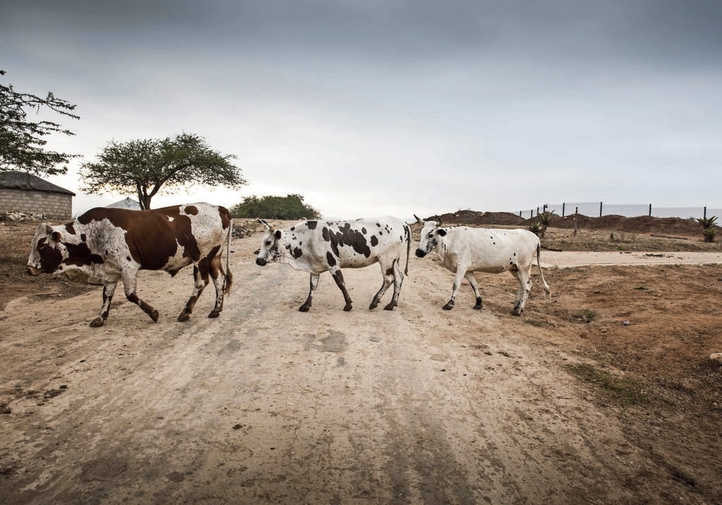 Mining of critical minerals tramples grazing and water rights in Zimbabwe
