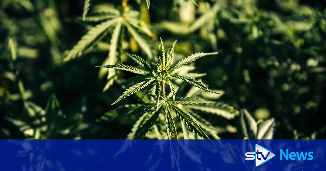 Police seize cannabis worth £7m in record haul