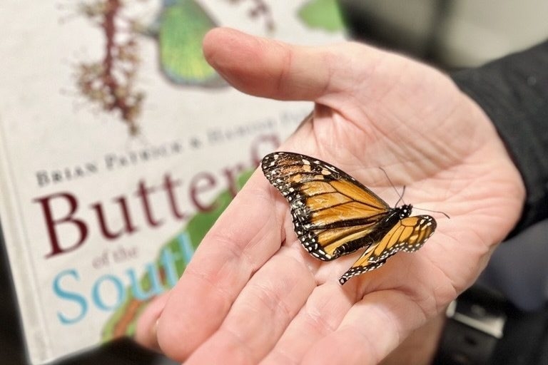 Chasing the ever decreasing numbers of butterflies