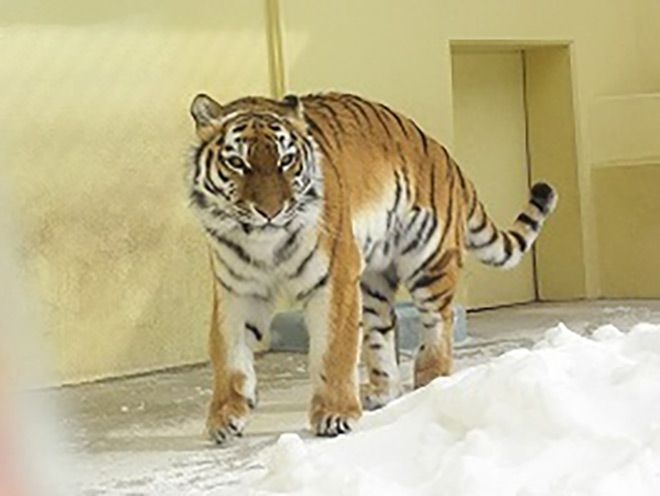 Cocoa, an Amur tiger born with a disability, dies in zoo at age 17