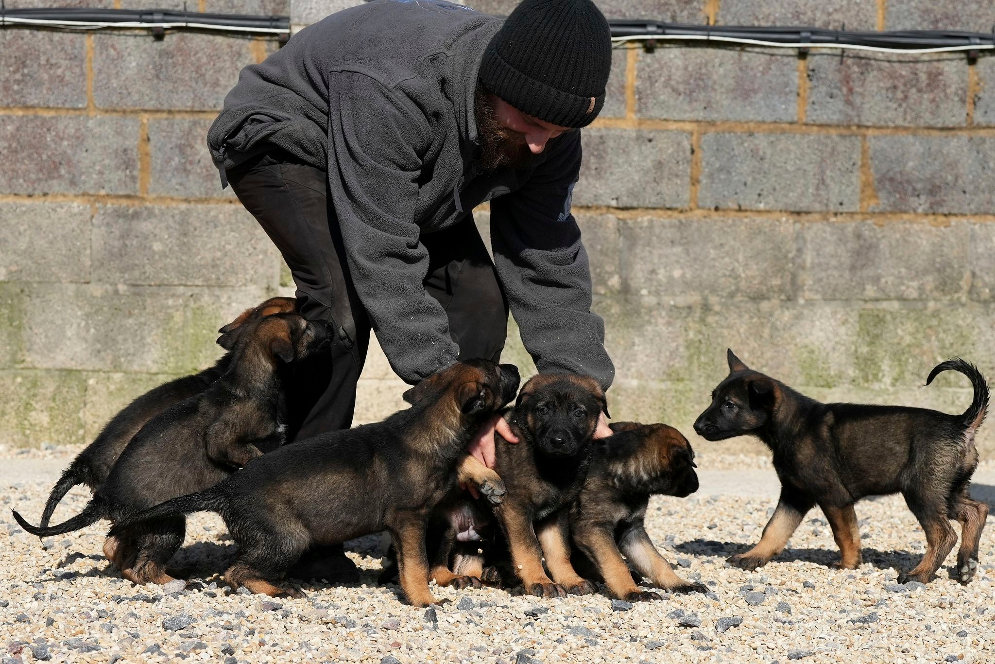 Pets with a toolkit: Protection dogs train to handle burglars as sports stars boost home security