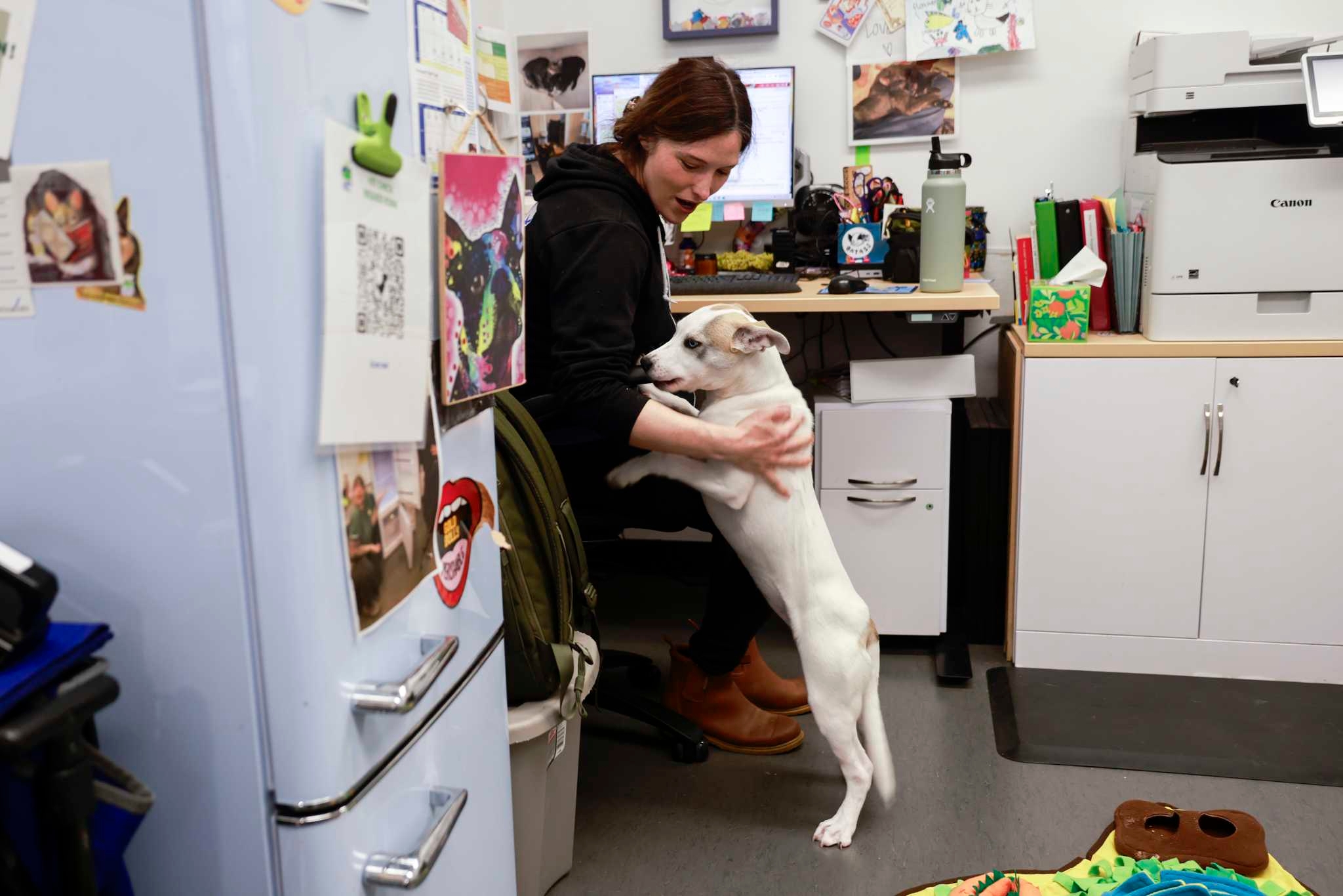 San Francisco is euthanizing more stray dogs. Here's why