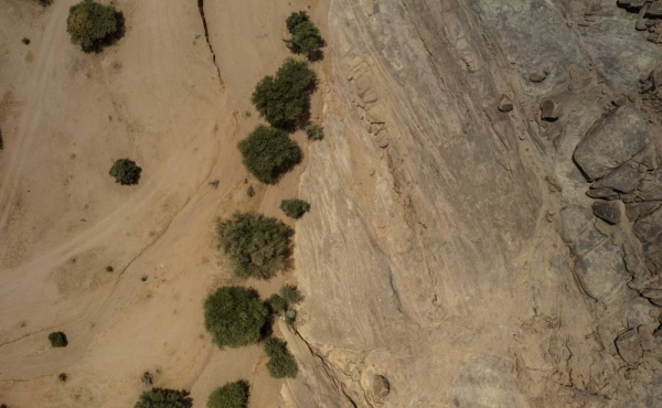 Saudi Arabia's national afforestation program achieves major milestones with 141 million trees planted