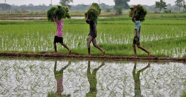 India has developed two genome-edited rice varieties – but some experts are concerned