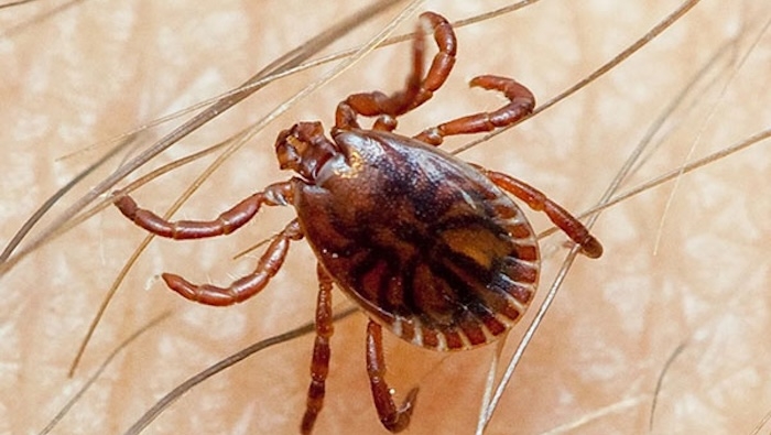 Pakistan reports three deaths from Congo virus