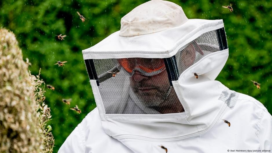 How dangerous are invasive insects in Europe? – DW – 06/20/2025