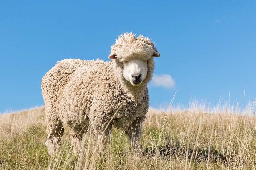 Australian wool prices firm amid low supply, steady demand this week