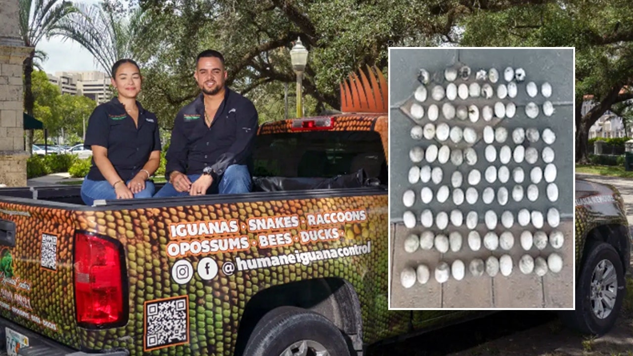 Florida homeowner finds 98 iguana eggs in backyard: 'It's the most we've ever removed from one site'