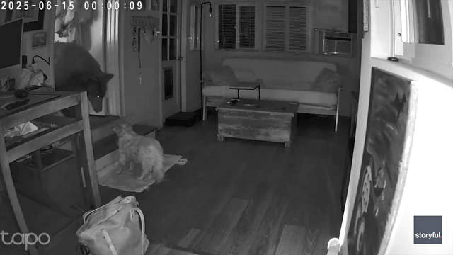 Security footage shows dog's dramatic showdown with full-sized bear inside California home