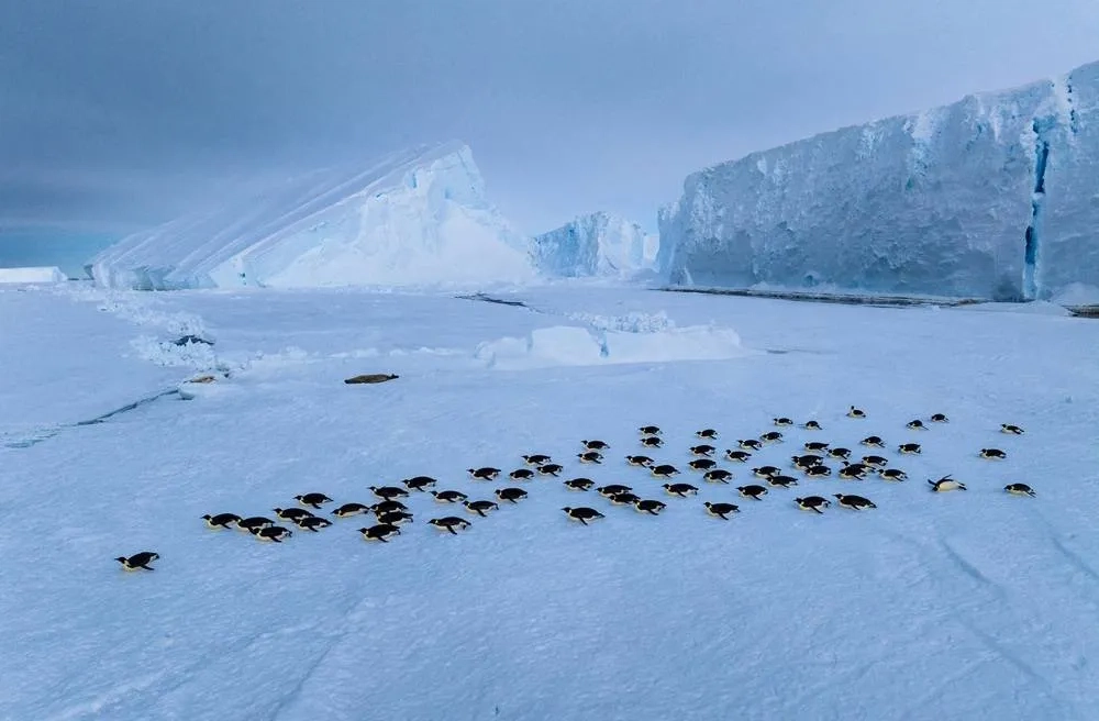 ‘Secrets of the Penguins' to Be Premiered on Eve of Earth Day