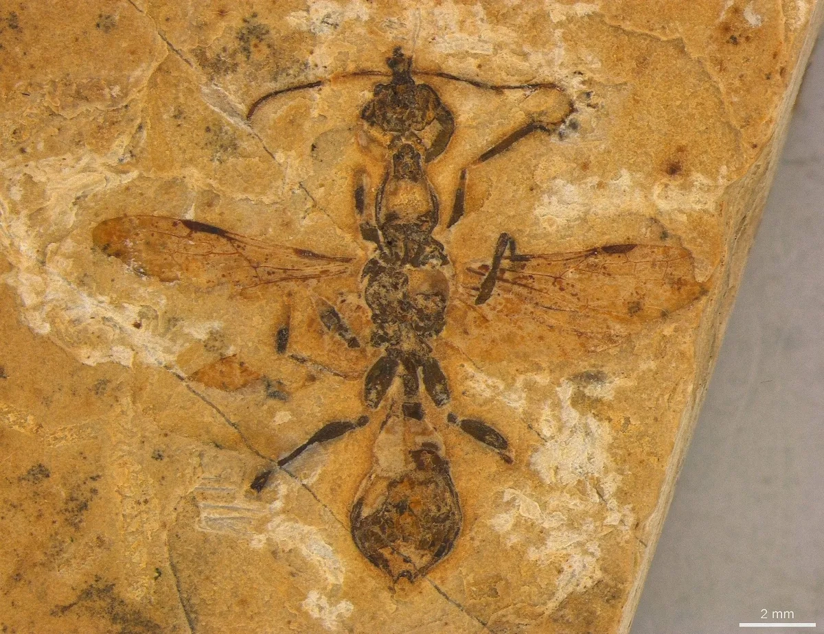 Oldest-known Ant Preserved in 113 Million-year-old Brazilian Fossil