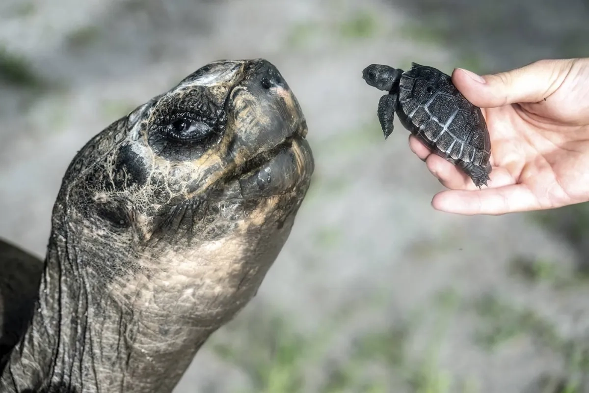 Galapagos Tortoise Celebrates His 135th Birthday and His First Father's Day at Zoo Miami