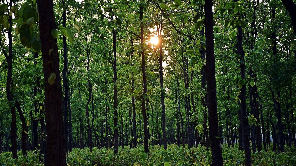 World's ancient forests are at risk. Why we should worry