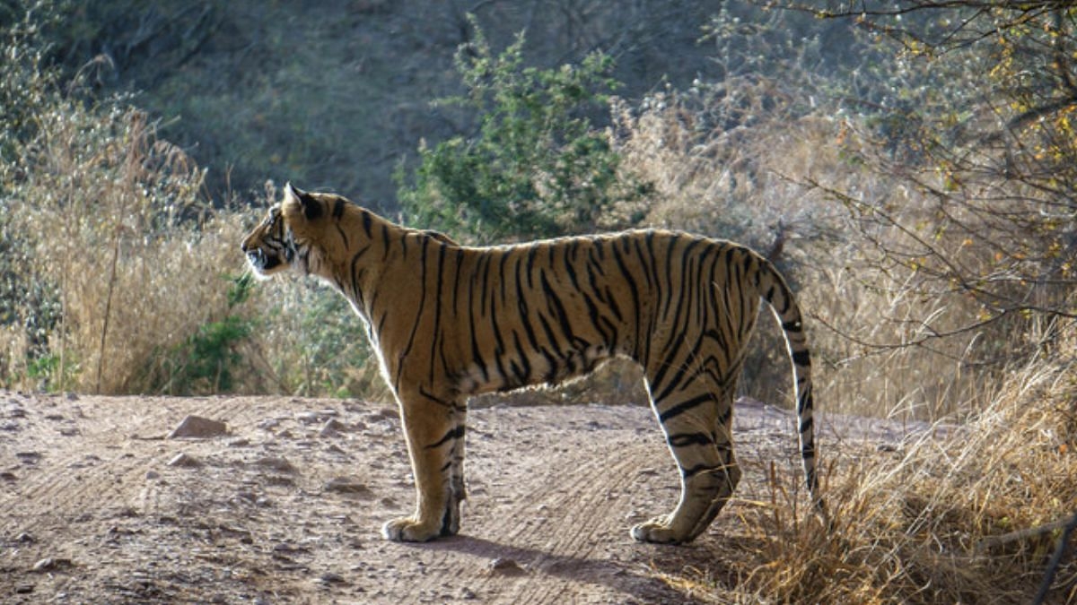 Ranthambore's queen Arrowhead was an alpha tigress even through illness. ‘She lived a full life'