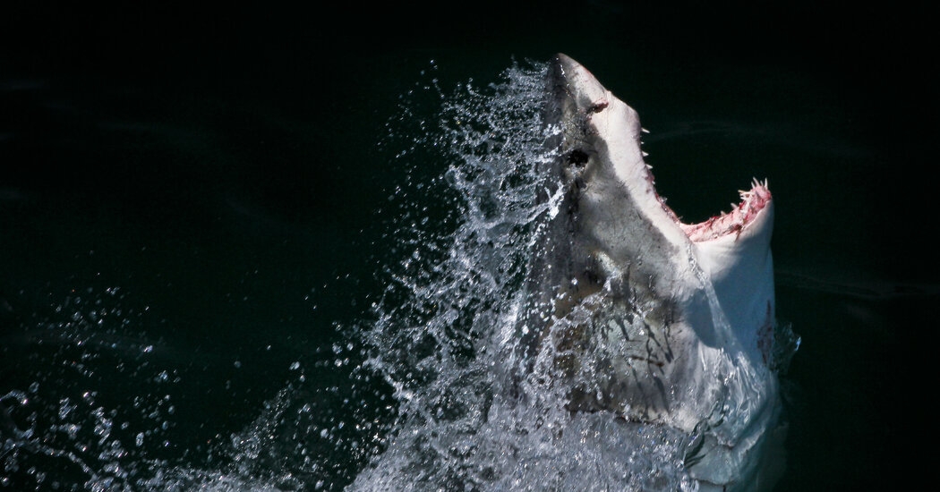 Fifty Years After ‘Jaws,' Shark Science Is Still Surfacing