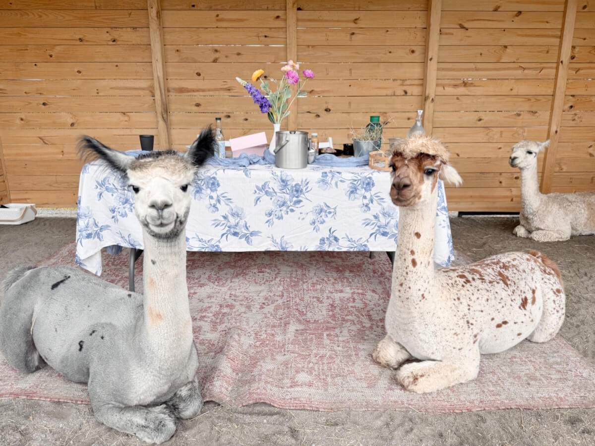 You Can Brunch with Alpacas at Durrant Farms in NC!