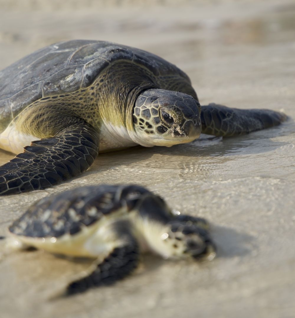 JUMEIRAH MARKS WORLD SEA TURTLE DAY WITH NEW MILESTONES IN MARINE CONSERVATION