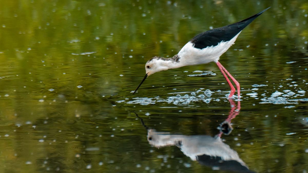 Coimbatore's school students put together a photo exhibition on Nature and wildlife