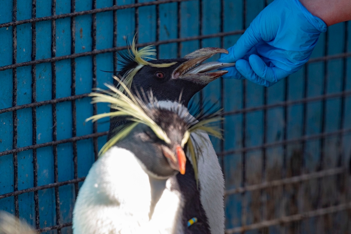 Oldest rockhopper in town
