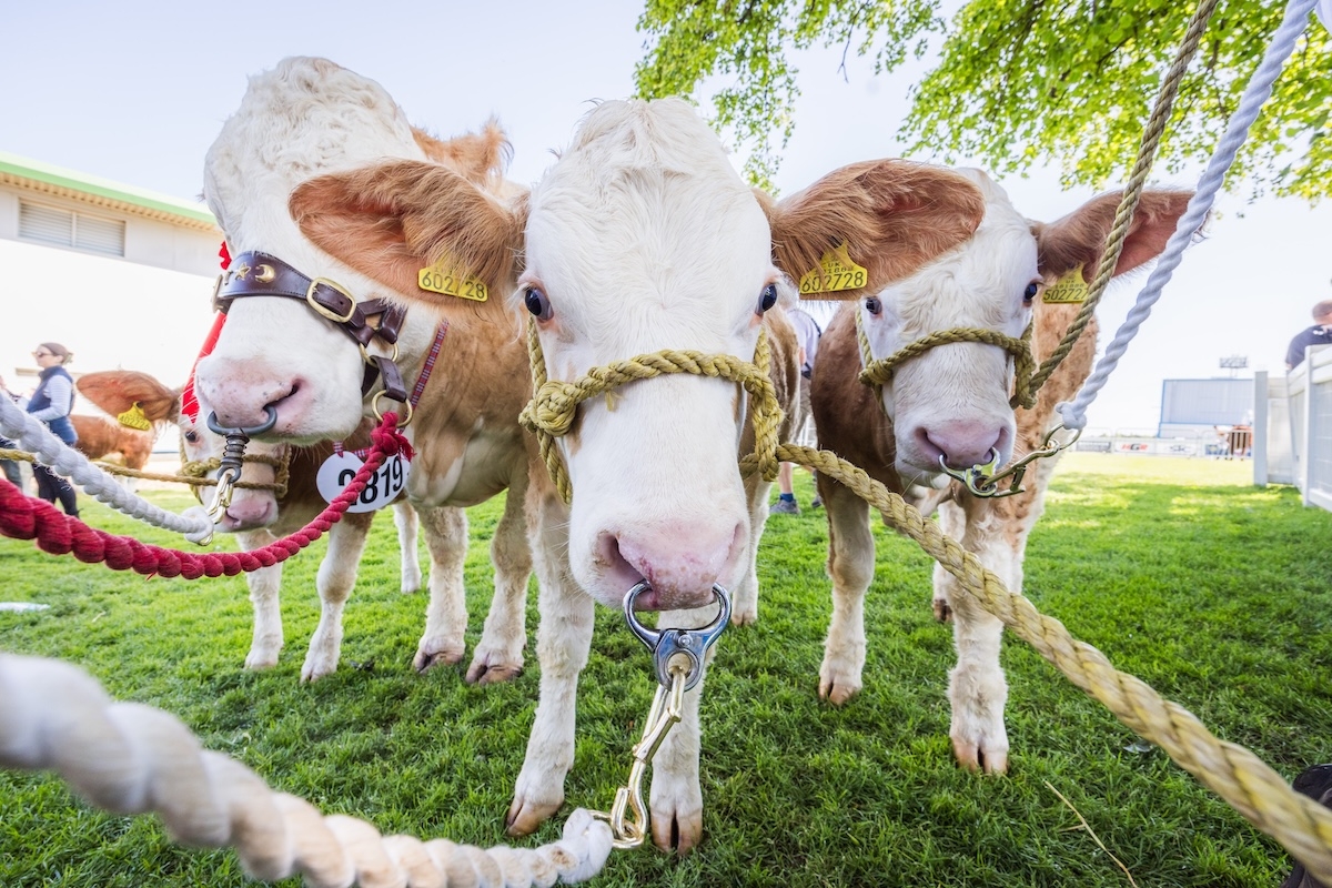 The Royal Highland Show 2025