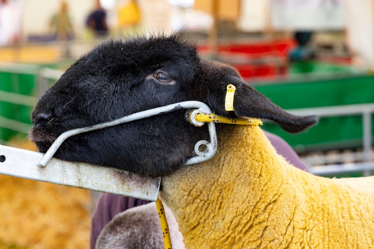 Getting ready for the Highland Show