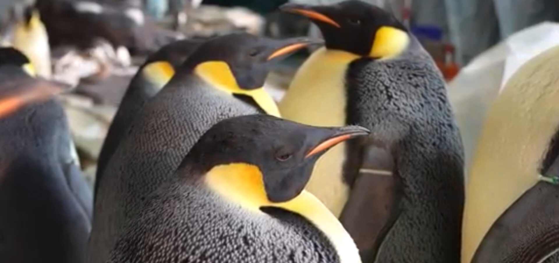 SeaWorld Orlando Welcomes the Western Hemisphere's Only Emperor Penguins