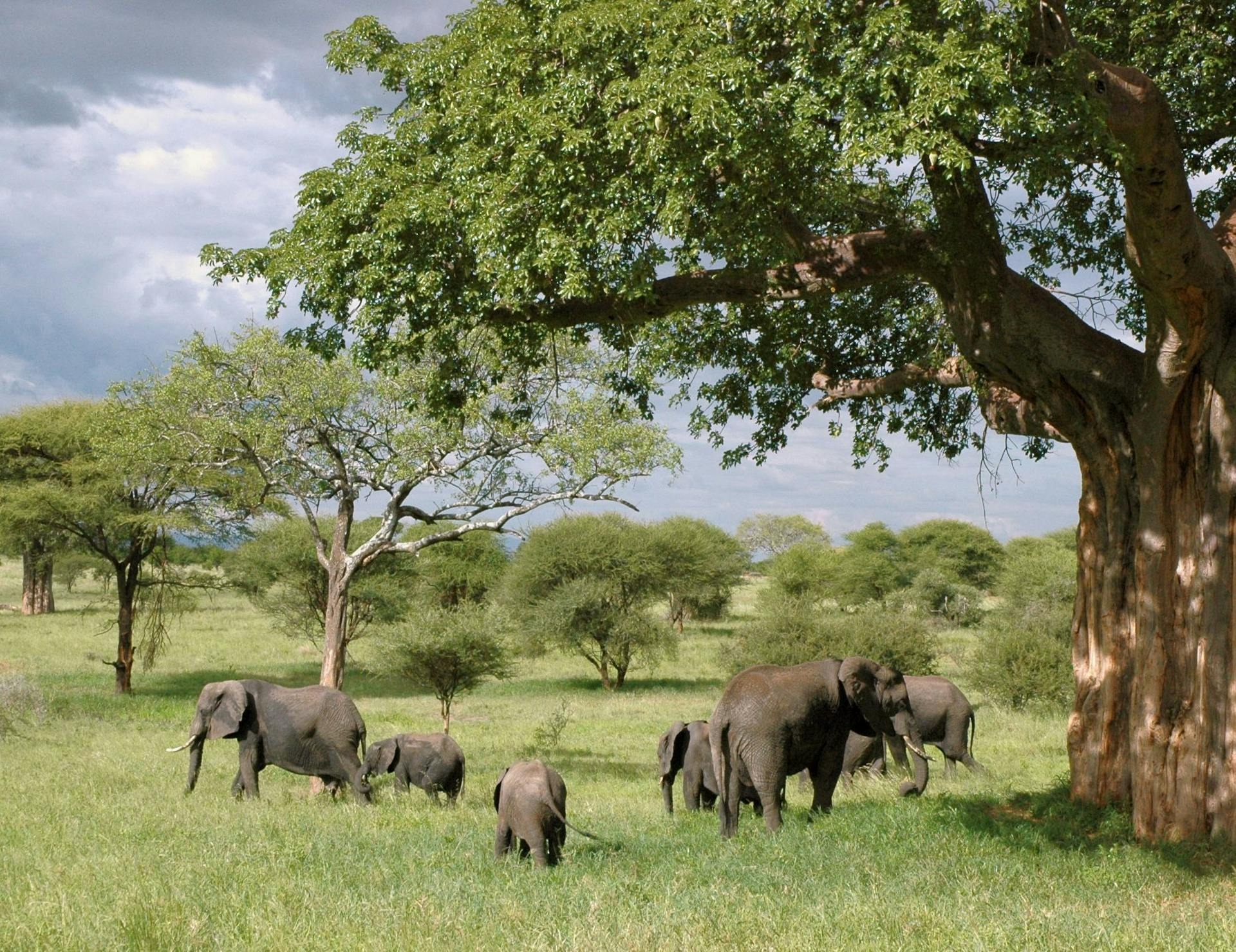 Discover the Wild Beauty of Tanzania: A Safari Like No Other