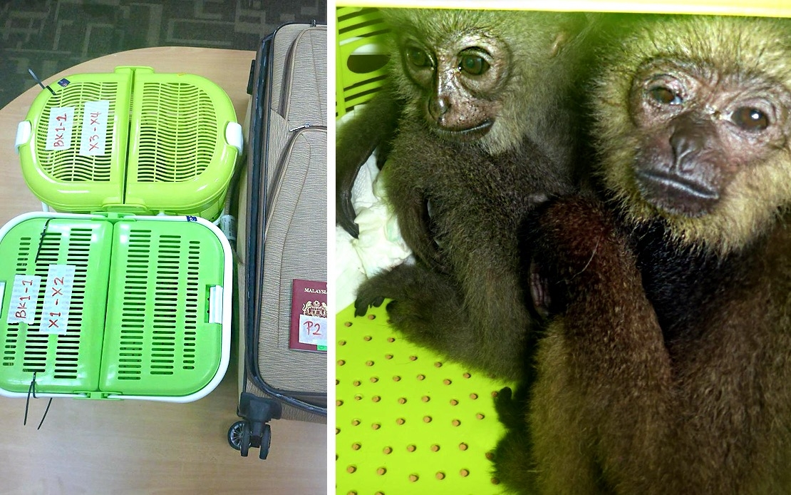 Local Man Held At KLIA For Attempting To Smuggle Four Gibbons