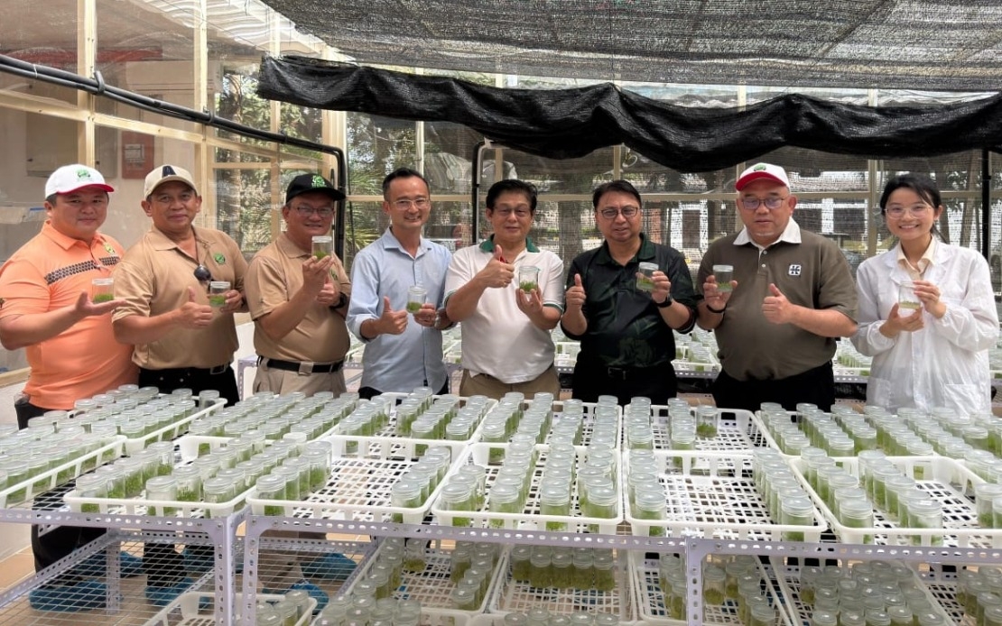 Samling Group Achieves Major Gains In Eucalyptus Plantation Yields