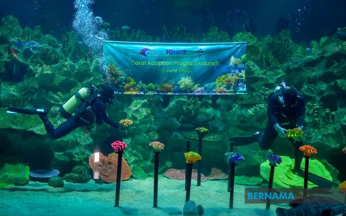 Adopt A Coral To Help Restore Coral Reefs
