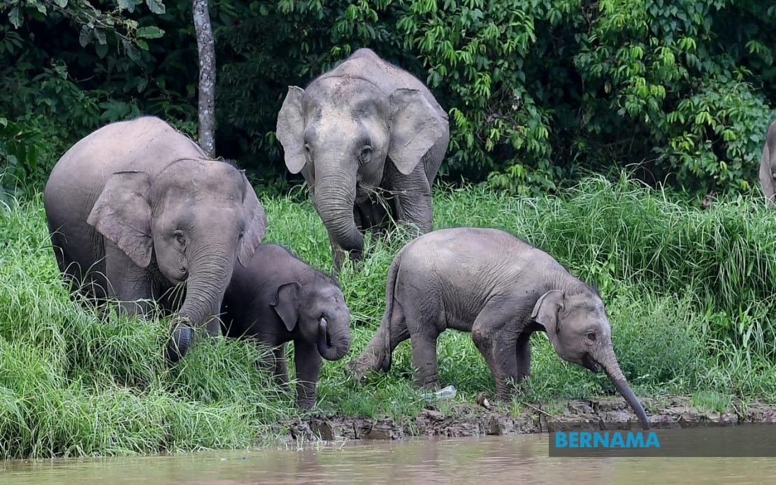 Bornean Elephants Are Not Pygmies, Expert Clarifies