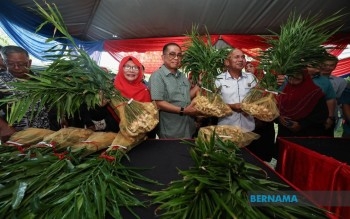 Bentong Ginger To Boost Kota Tinggi Economy