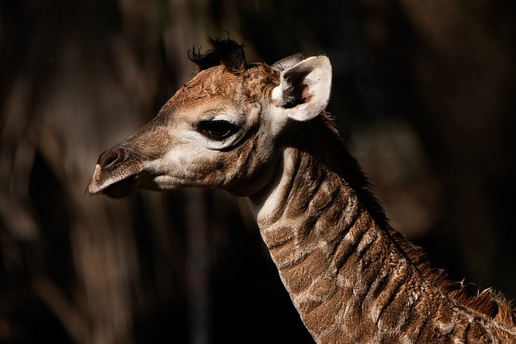 Pretoria zoo welcomes new baby giraffe