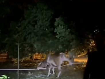 Runaway cow recaptured after six-hour operation in KK