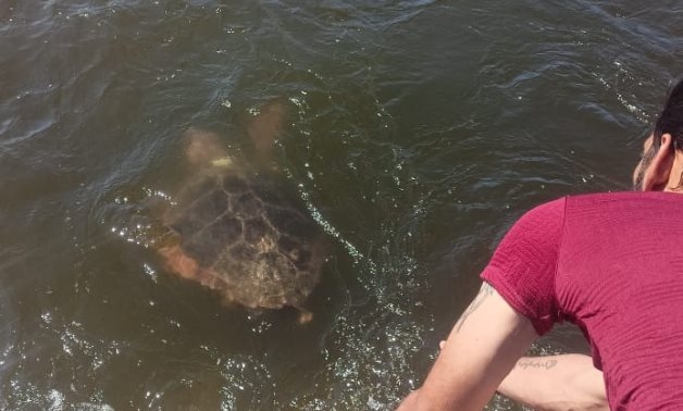 2nd tagged sea turtle from Greece successfully rescued, released in Alexandria
