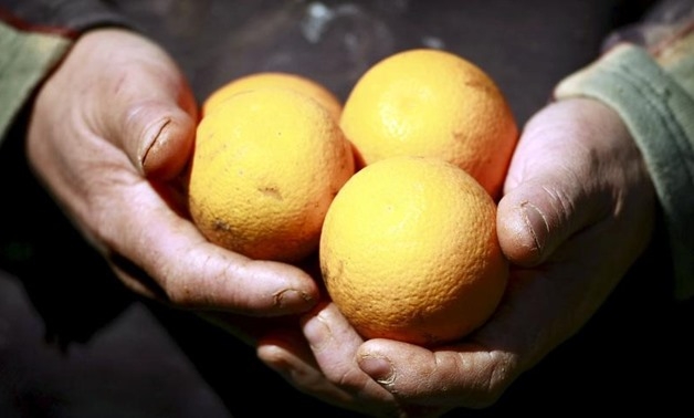 Citrus tops list of Egyptian agricultural exports, recording 1.8M tons